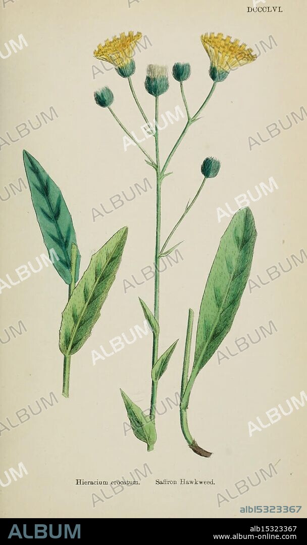 English Botany Coloured Figures British Plants London R. Hardwicke 1863-1886 Great Britain Pictorial Works Plants, This illustration features a plant identified as Hieracium crocatum, commonly known as hawkweed. The composition includes a cluster of delicate yellow flowers at the top, surrounded by rounded flower buds. Below, two types of leaves are depicted: one slender and elongated with a smooth edge, and the other broader and more oval-shaped. The overall arrangement showcases the plant's distinct characteristics, providing botanical details essential for identification and study.
