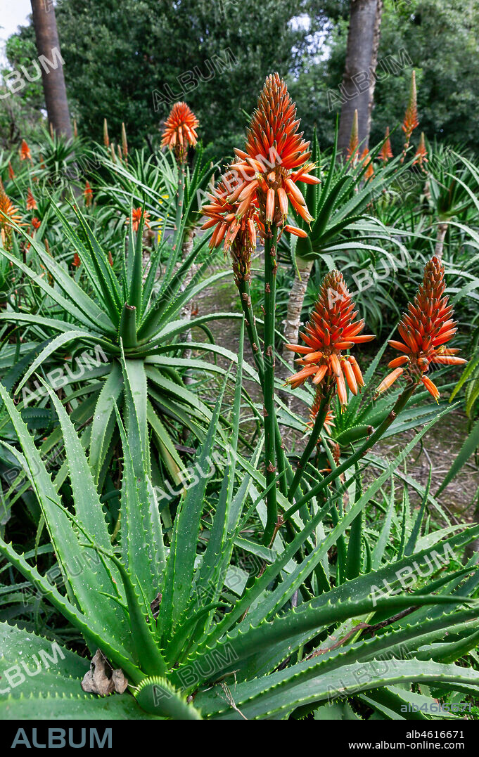 Palermo, the Botanical Gardens: blossom of an Aloe arborescens.