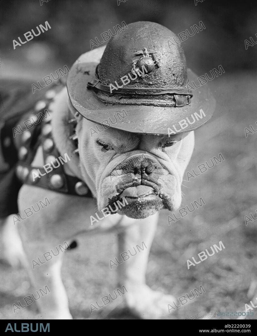 In 1922 A bulldog was inducted into the United States Marine Corps by General Smedley Butler as a result of the Germans of WWI giving the Marines the name "Teufel-Hunden" or Devil Dogs. The dog was promoted to Sgt shortly thereafter and was named Sergeant Jiggs. He was promoted to Sergeant Major. This first of a succession of bulldogs died in 1927 and was buried with full military honors at Quantico, Virginia.