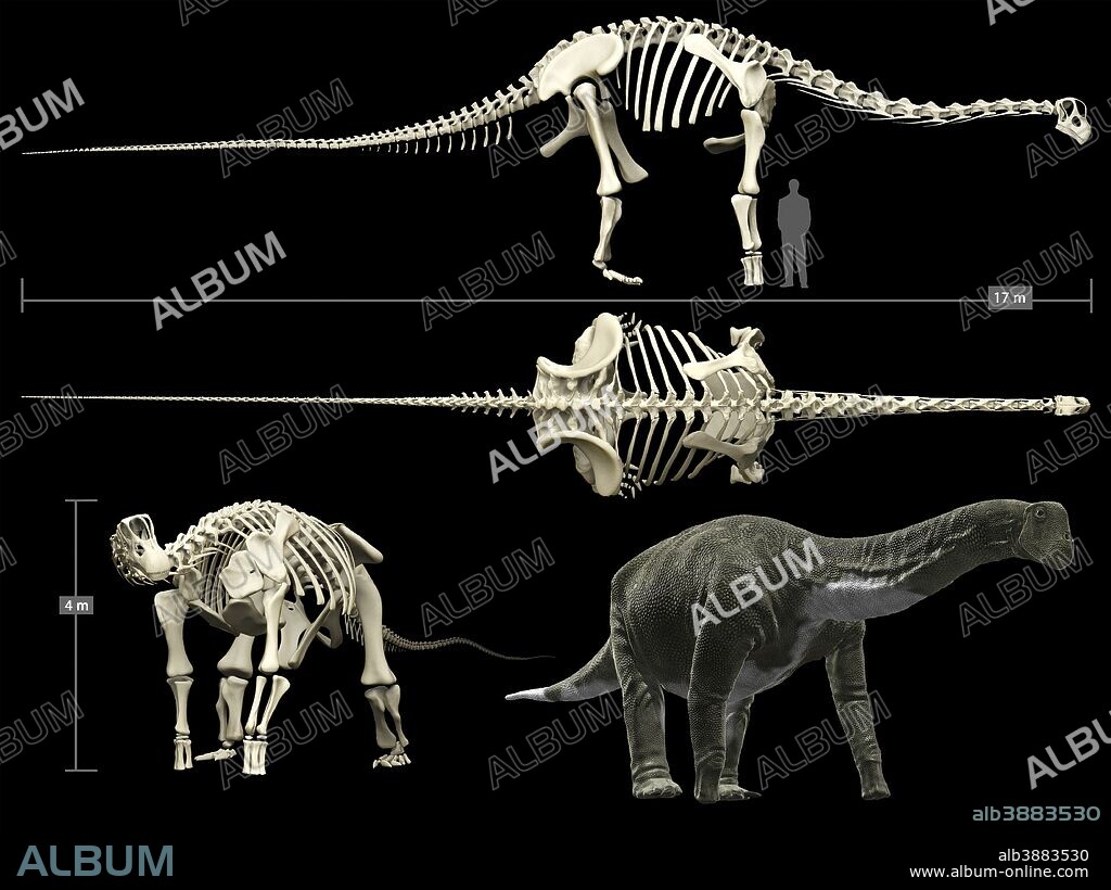Titanosaur was a sauropod dinosaur that lived in South America during the Cretaceous Period. It belongs to the group of the largest dinosaurs ever. It could reach 40 meters long and weigh up to 70 tons.