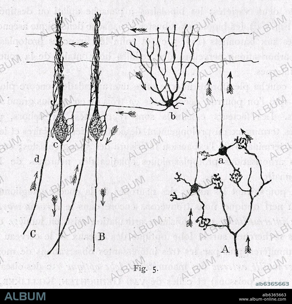 SANTIAGO RAMóN Y CAJAL. NEURONAS Y CONEXIONES DE LAS CELULAS Y FIBRAS EN UNA LAMINILLA CEREBELOSA - PEDIR DERECHOS.