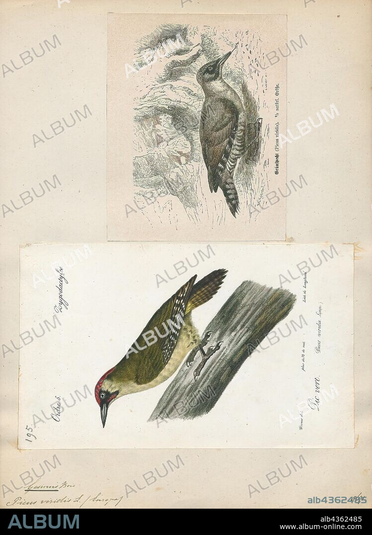 Gecinus viridis, Print, Picus (genus), Picus is a genus of birds in the woodpecker family. It has representatives in Europe, Asia and North Africa. The genus name is Latin for "woodpecker". The type species was originally unclear, but it is likely to have been the European green woodpecker., 1700-1880.