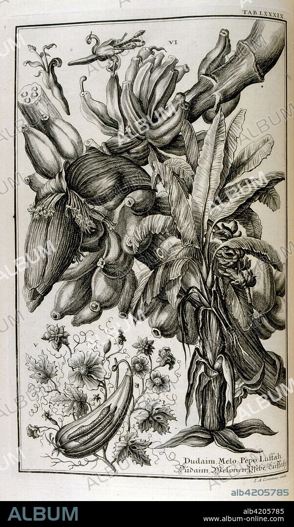 Biblical plants and fruits including mandrake and melon. From Physique sacree, ou Histoire-naturelle de la Bible, 1732-1737, by Johann Jakob Scheuchzer (1672 – 1733), a Swiss scholar born at Zurich.