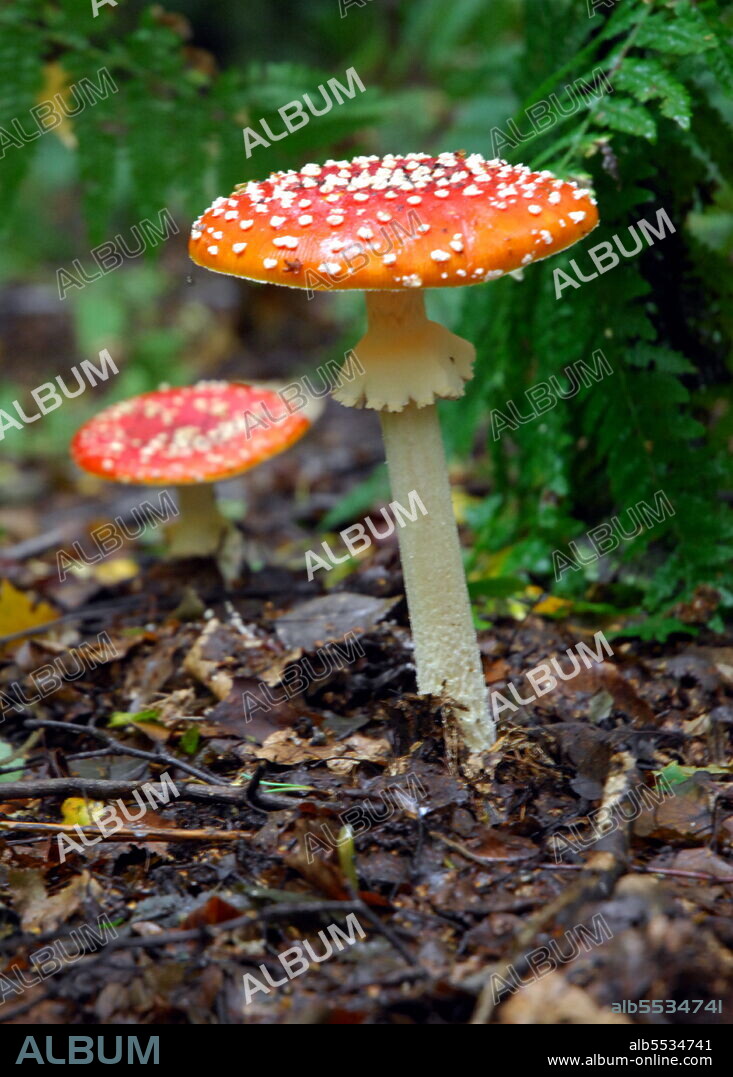 Amanita muscaria, commonly known as the fly agaric, a poisonous and psychoactive basidiomycete fungus, one of many in the genus Amanita. Native throughout the temperate and boreal regions of the Northern Hemisphere. Although generally considered poisonous, deaths are extremely rare. Amanita muscaria primarily famed for its hallucinogenic properties, with its main psychoactive constituent being the compound muscimol. It was used as an intoxicant and entheogen by the peoples of Siberia and has a religious significance in these cultures. 2021.