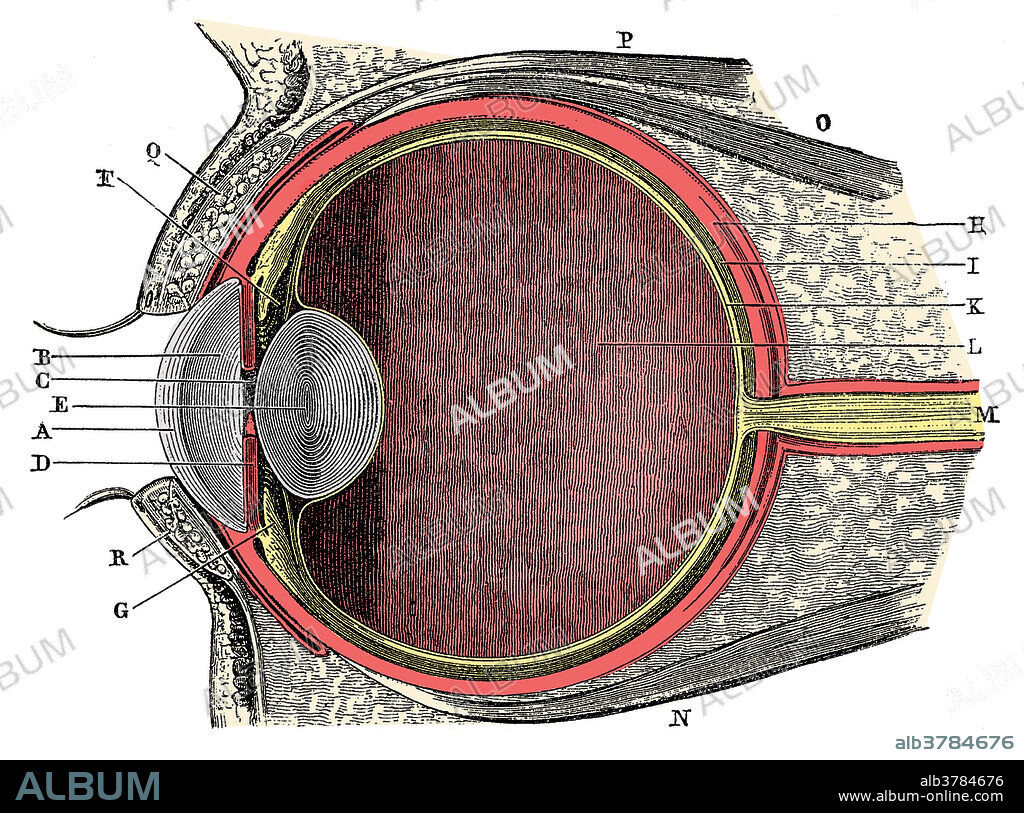 Anatomy of the Human Eye. Cornea (A), aqueous humor (B), iris (C), pupil (D), lens (E), Suspensory ligament (F), ciliary body (G), sclera (H), choroid (I), retina (K), vitreous humor (L), optic nerve (M). This is a historical anatomical illustration from the 1890's.