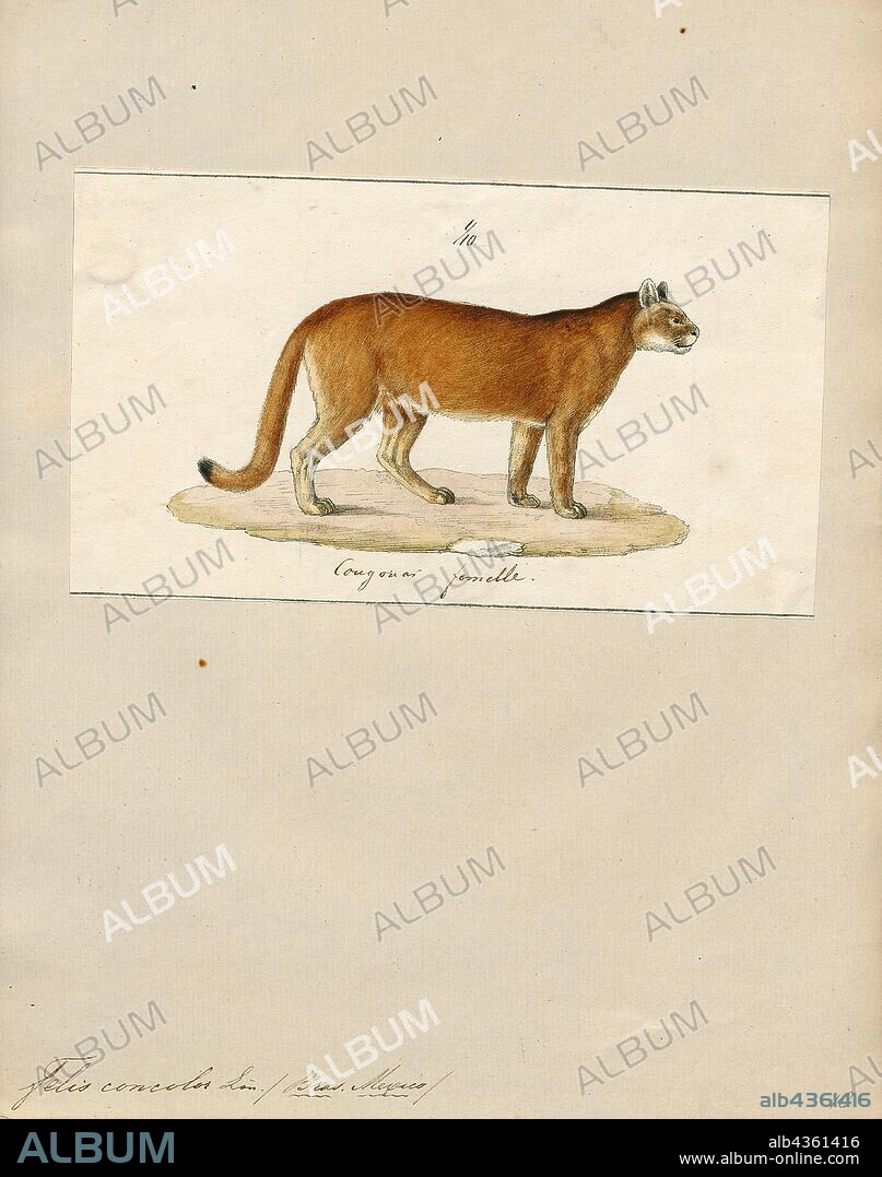 Felis concolor, Print, The cougar (Puma concolor), also commonly known by other names including mountain lion, panther, puma, and catamount, is a large felid of the subfamily Felinae native to the Americas. Its range, from the Canadian Yukon to the southern Andes of South America, is the widest of any large wild terrestrial mammal in the Western Hemisphere. An adaptable, generalist species, the cougar is found in most American habitat types. It is the biggest cat in North America, and the second-heaviest cat in the New World after the jaguar. Secretive and largely solitary by nature, the cougar is properly considered both nocturnal and crepuscular, although daytime sightings do occur. The cougar is more closely related to smaller felines, including the domestic cat (subfamily Felinae), than to any species of subfamily Pantherinae, of which only the jaguar is native to the Americas., 1700-1880.