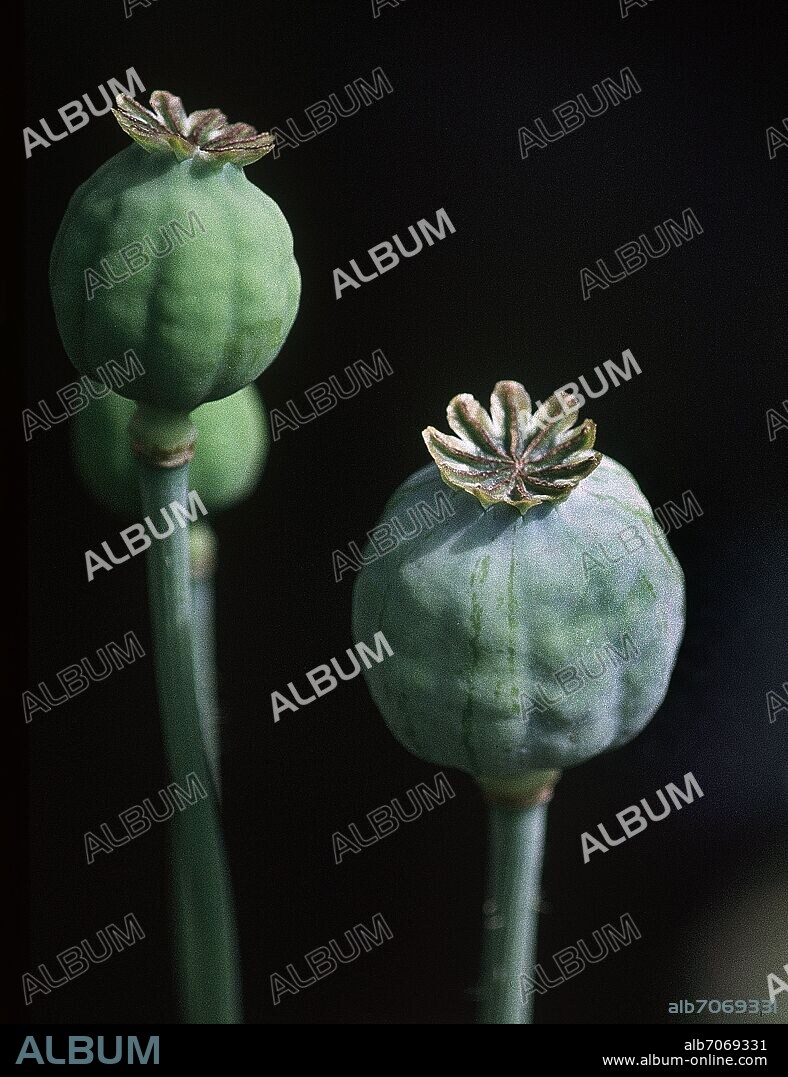 BULBO DE AMAPOLA.