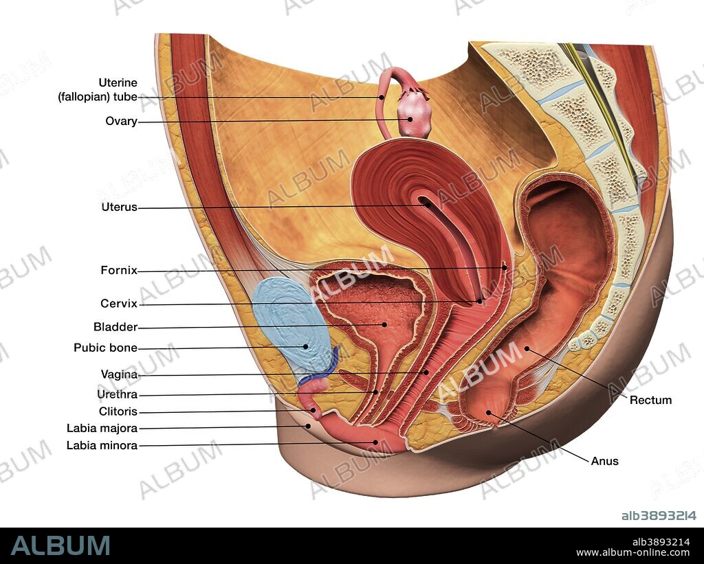 Female reproductive system, sagittal section with labels.