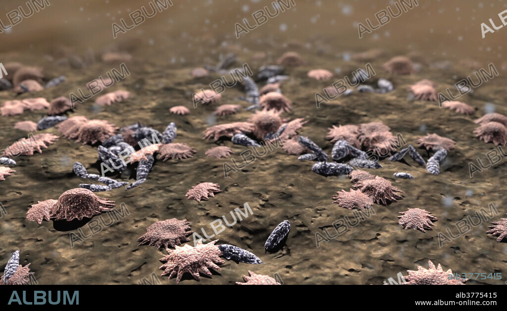 This microscopic view demonstrates bone cells located on the surface of the cortical bone of a vertebra. Osteoblasts are bone producing cells that can be recognized by their somewhat flattened appearance with multiple projections. Osteoclasts resorb bone and appear cylindrical in shape. They are often seen in small cavities known as Howship's Lacuna.