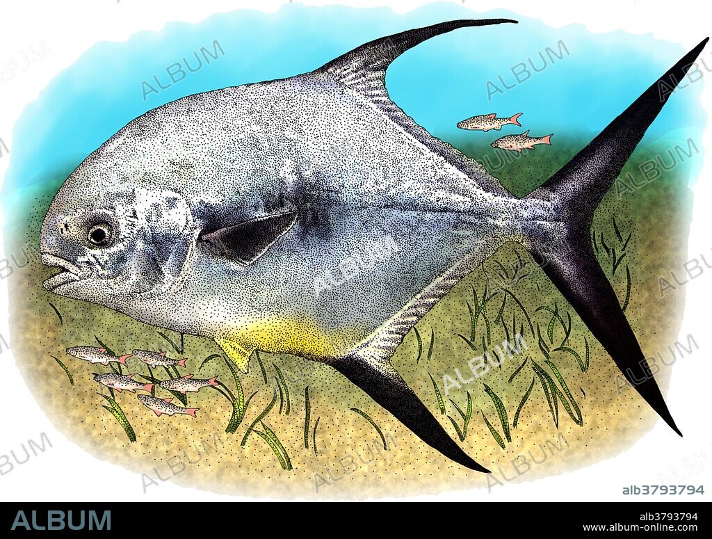 Illustration of a Permit (Trachinotus falcatus).