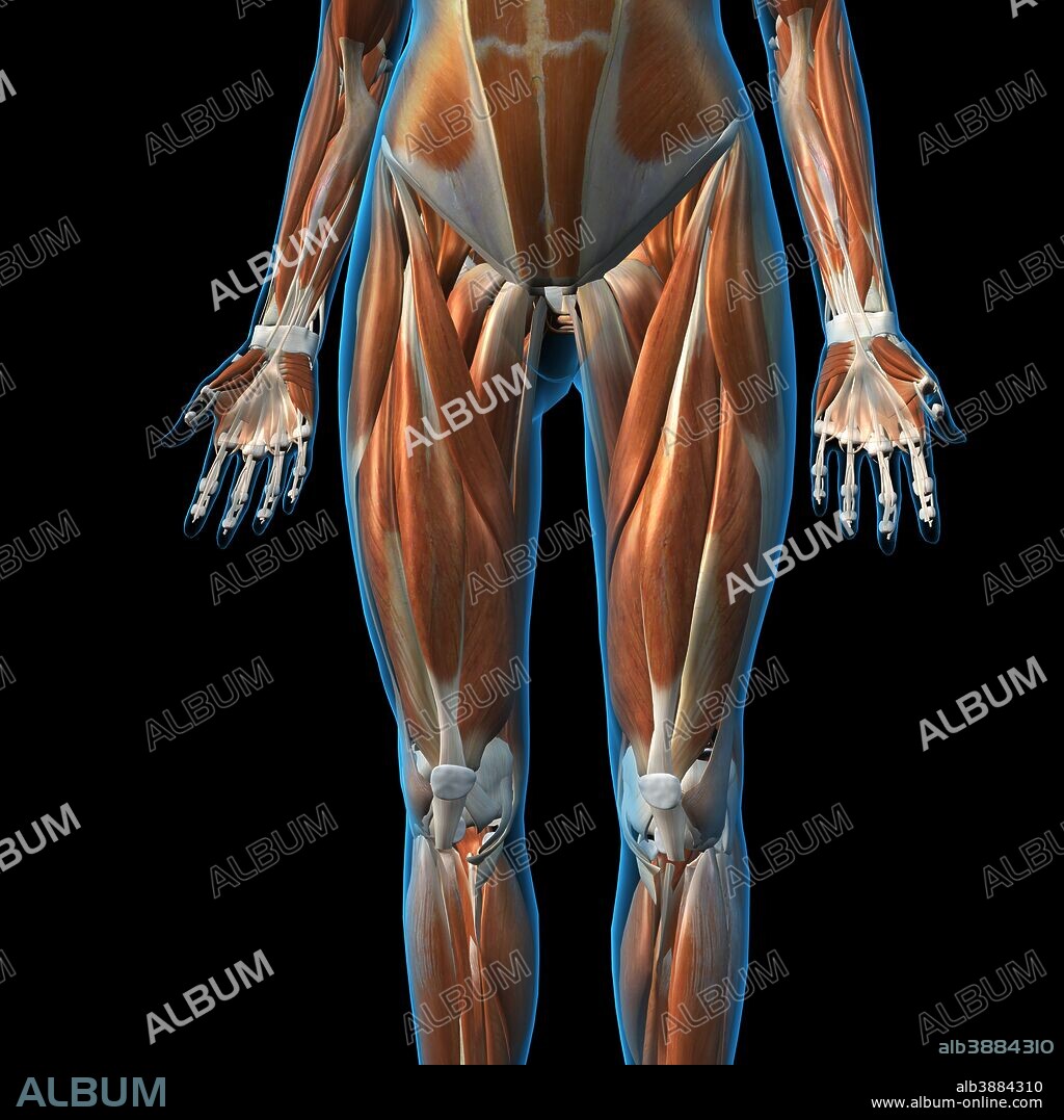 Front view of female leg muscles on black background.