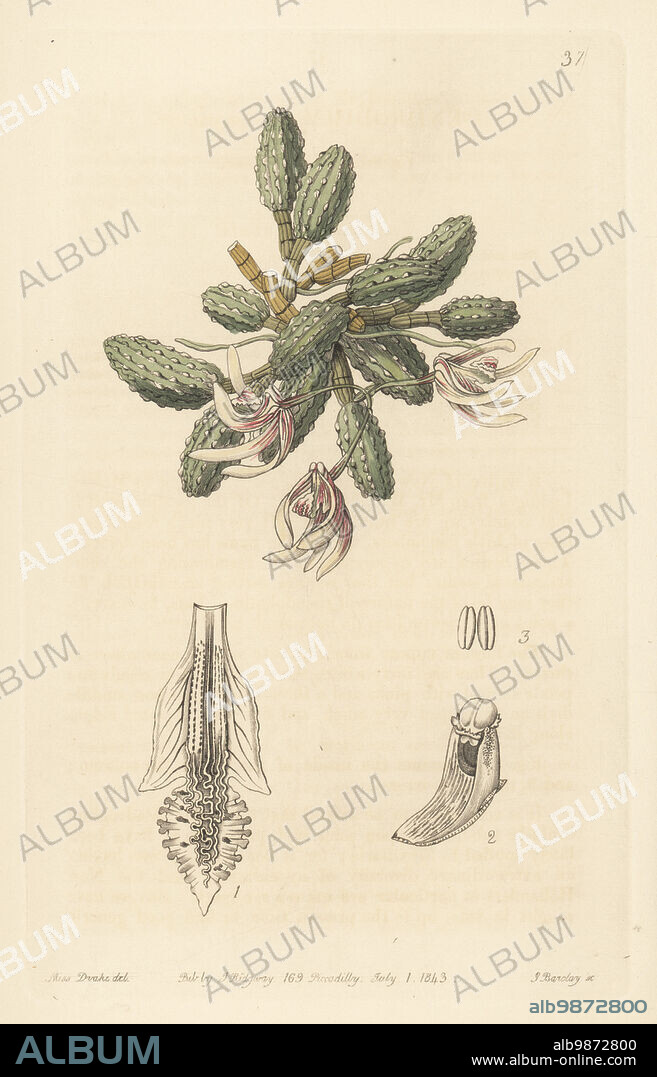 Cucumber orchid or gherkin orchid, cucumber dendrobium, Dendrobium cucumerinum. Epiphytic orchid native to eastern Australia, sent by William MacLeay to George Loddiges nursery. Handcoloured copperplate engraving by George Barclay after a botanical illustration by Sarah Drake from Edwards Botanical Register, continued by John Lindley, published by James Ridgway, London, 1843.