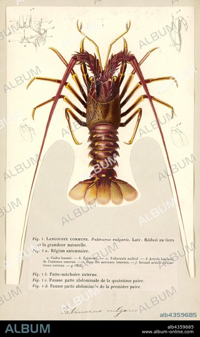 Palinurus vulgaris, Print, Palinurus elephas is a spiny lobster, which is commonly caught in the Mediterranean Sea. Its common names include European spiny lobster, crayfish or cray (in Ireland), common spiny lobster, Mediterranean lobster and red lobster.