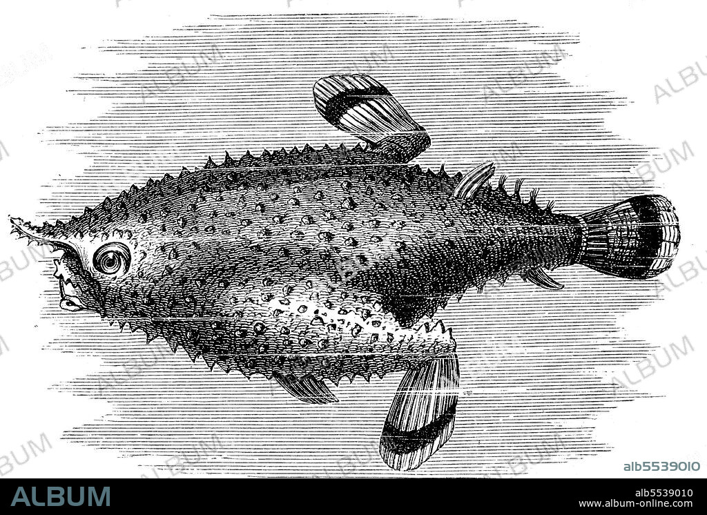 Platax pinnatus, also known as the pinnate spadefish, pinnate batfish, pinnatus batfish, dusky batfish, shaded batfish, or red-faced batfish is a fish from the western Pacific, illustration from 1880.