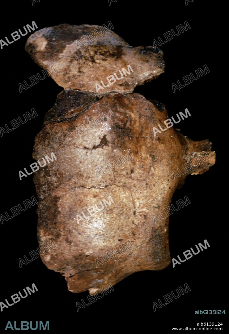 FRAGMENTO DE UN CRANEO INFANTIL DE LA ESPECIE HOMO SAPIENS - PALEOLITICO - 50000-46000 AC - ENCONTRADO EN LA CUEVA DE LA CARIGÜELA PIÑAR GRANADA.