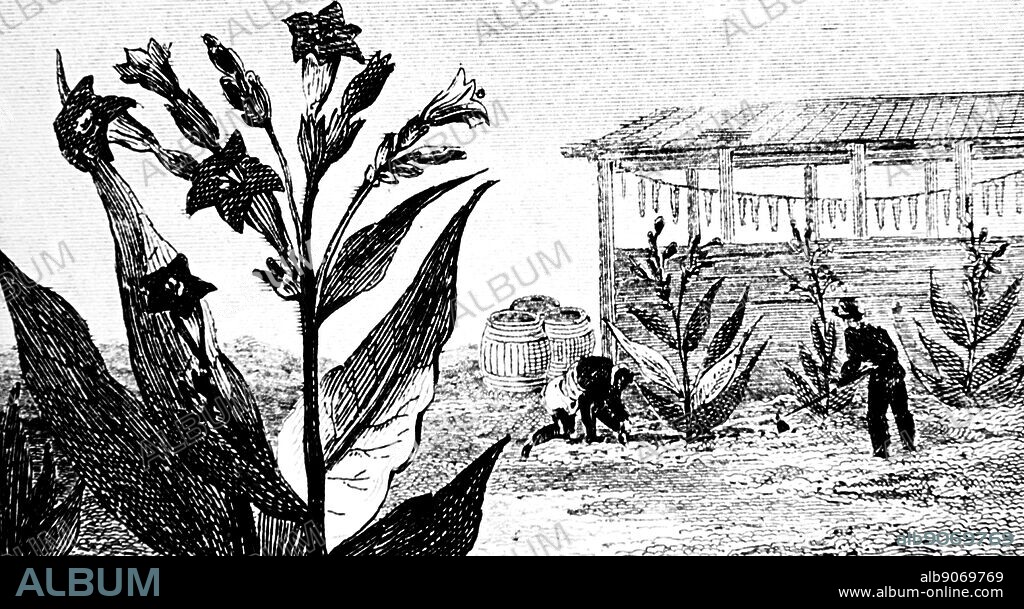 Drawing of a tobacco plant and plantation. 1845. Nicotiana , is a genus of herbaceous plants and shrubs of the family Solanaceae, that is indigenous to the Americas, Australia, south west Africa and the South Pacific. Various Nicotiana species.