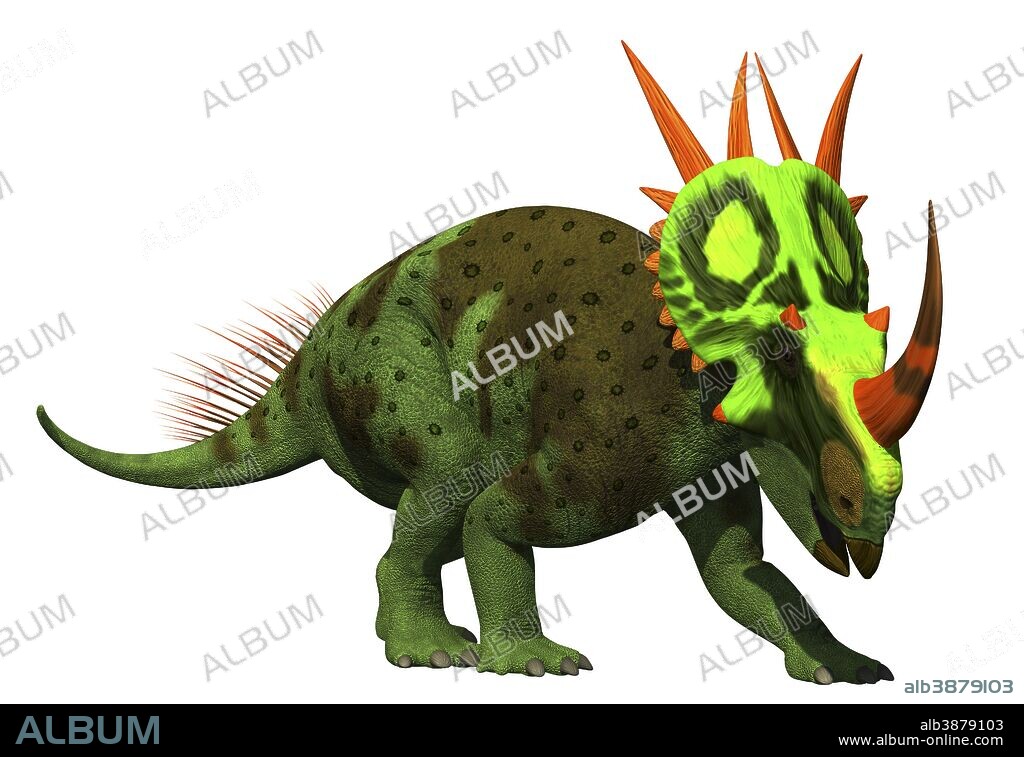 Rubeosaurus dinosaur on white background. Rubeosaurus is known from some skull parts and frill and few other bones, so its true size and length are not known. But it did have the spiked frill and long horn on the nose.