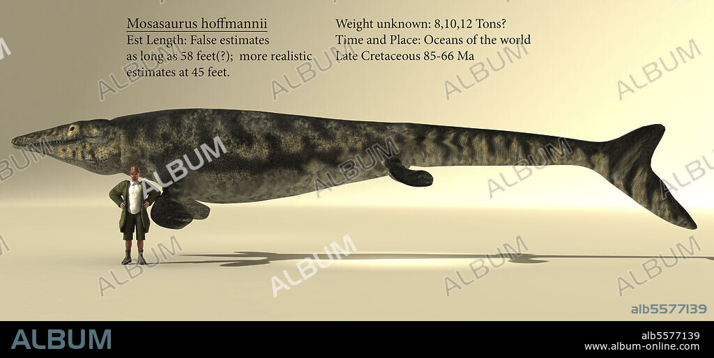 A 45 feet long Mosasaurus next to an average male human for size reference. Once fossil impressions found a dorsal fin on the tail of certain species of Mosasaur it is believed all species shared this trait. It is believed that it kept its front body stiff and straight while paddling the tail back and forth. The flippers would be used for steering and balance.