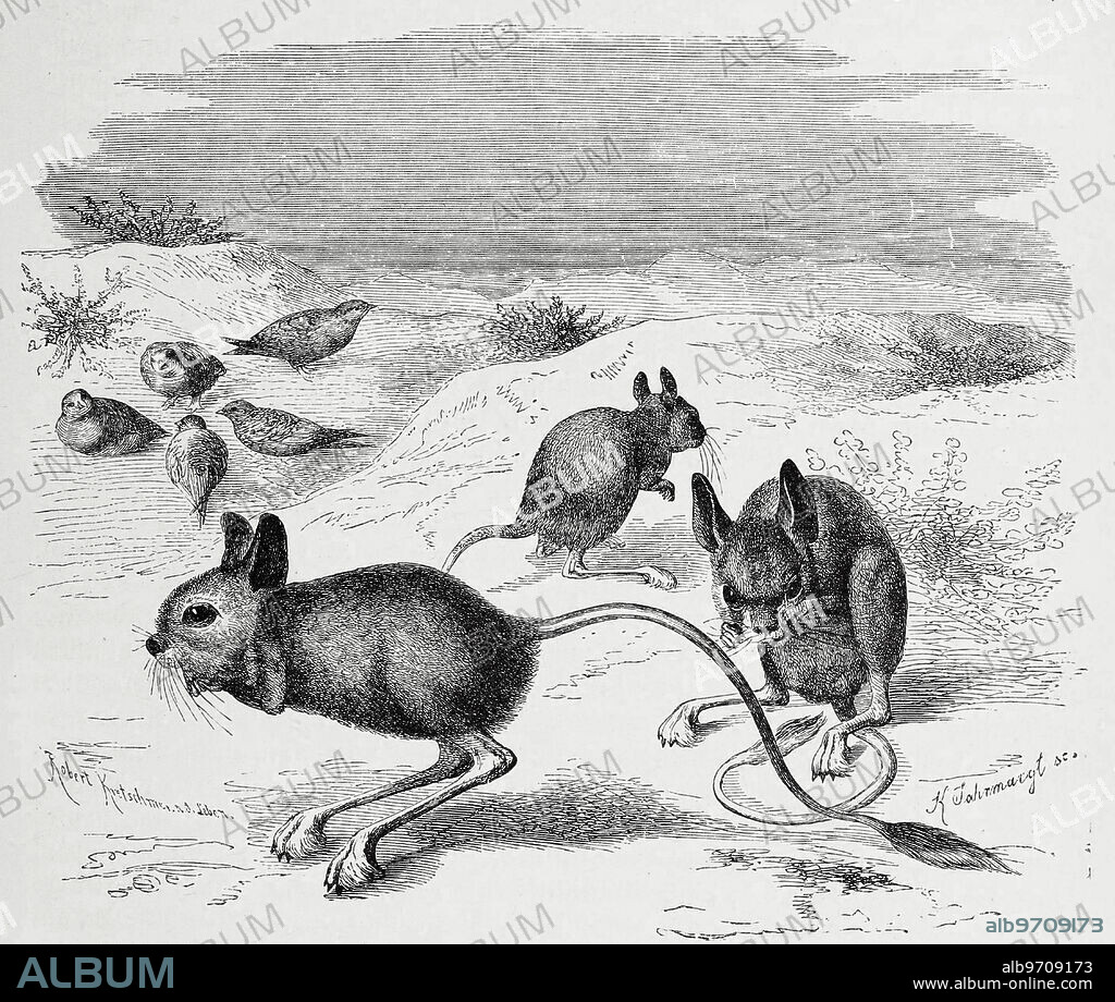 Large gerbil, Jaculus orientalis is a rodent of the jerboa family found in North Africa.