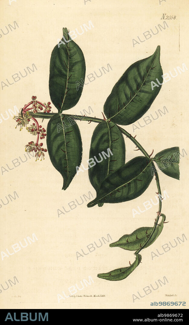 Shiny-leaf prickly-ash, Zanthoxylum nitidum. Shining-leaved zanthoxylum. Native to China, provided by John Potts, drawn at the Horticultural Society's greenhouse. Handcoloured copperplate engraving by Weddell after a botanical illustration by John Curtis from William Curtis's Botanical Magazine, Samuel Curtis, London, 1825.