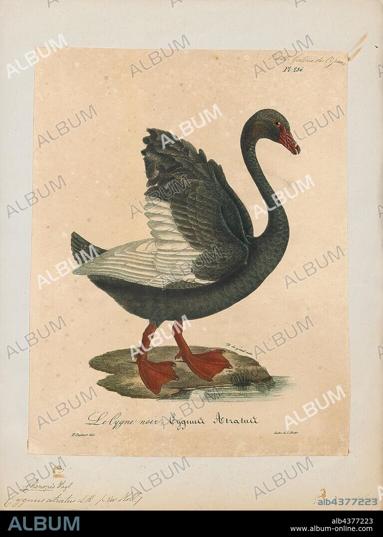 Cygnus atratus, Print, The black swan (Cygnus atratus) is a large waterbird, a species of swan which breeds mainly in the southeast and southwest regions of Australia. Within Australia they are nomadic, with erratic migration patterns dependent upon climatic conditions. Black swans are large birds with mostly black plumage and red bills. They are monogamous breeders, and are unusual in that one-quarter of all families are parented by homosexual pairings, mostly by males. Both partners share incubation and cygnet rearing duties., 1825-1834.