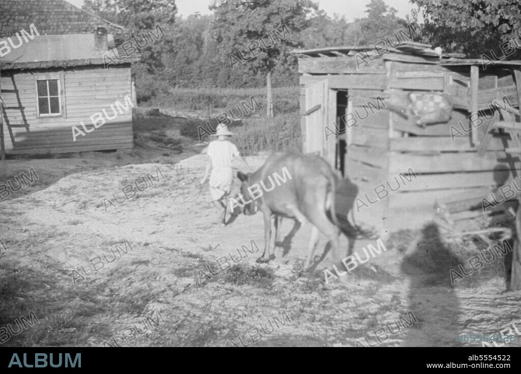 WALKER EVANS. Squeakie Burroughs and friend, Hale County, Alabama. [Lucille Burroughs with calf].