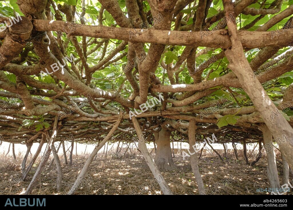 higuera, de Can Toni Mestre, catalogado como arbol singular, Formentera, balearic islands, Spain.