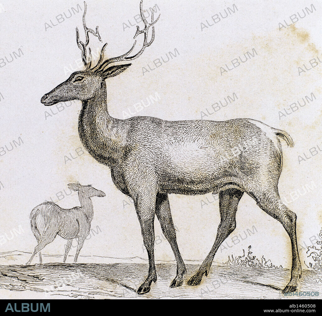 UAPITI, WAPITI, CIERVO CANADIENSE O CIERVO BLANCO (Cervus canadensis). Mamífero artiodáctilo cérvido. Vive en América del Norte y zonas del Asia central y oriental. Grabado del año 1841. S. XIX.
