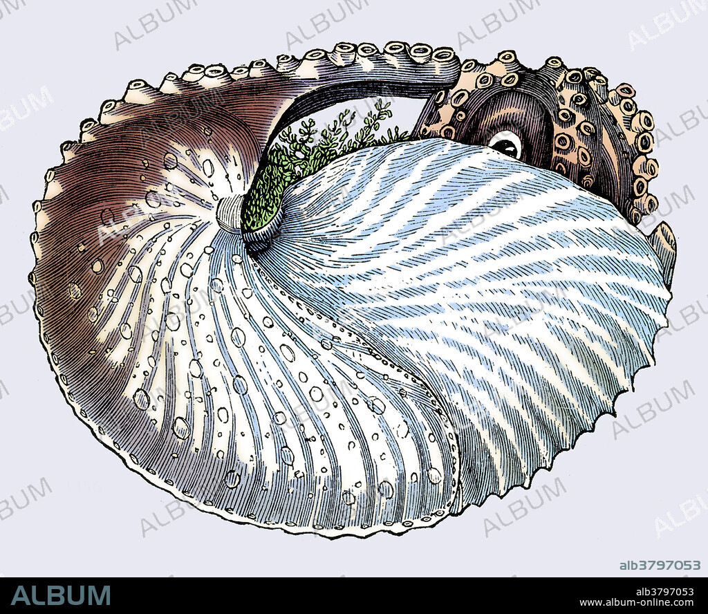 Vintage illustration of an Argonaut, also called a Paper Nautilus. The argonauts (genus Argonauta, the only extant genus in the family Argonautidae) are a group of pelagic octopuses. They are also called paper nautiluses, referring to the paper-thin egg-case that females secrete. This structure lacks the gas-filled chambers present in chambered nautilus shells and is not a true cephalopod shell, but rather an evolutionary innovation unique to the genus Argonauta. It is used as a brood chamber and for trapped surface air to maintain buoyancy. This image has been colour enhanced.