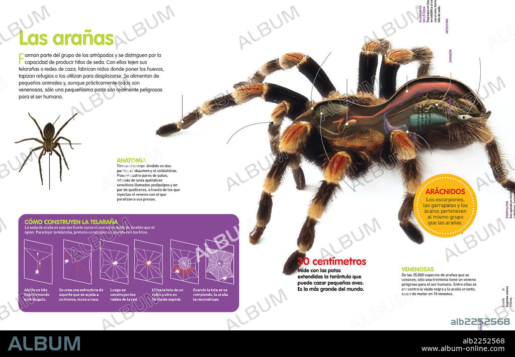 Las arañas. Infografía sobre la araña, perteneciente al grupo de los artrópodos, su anatomía, la producción de la seda y la técnica que utilizan para construir una telaraña.