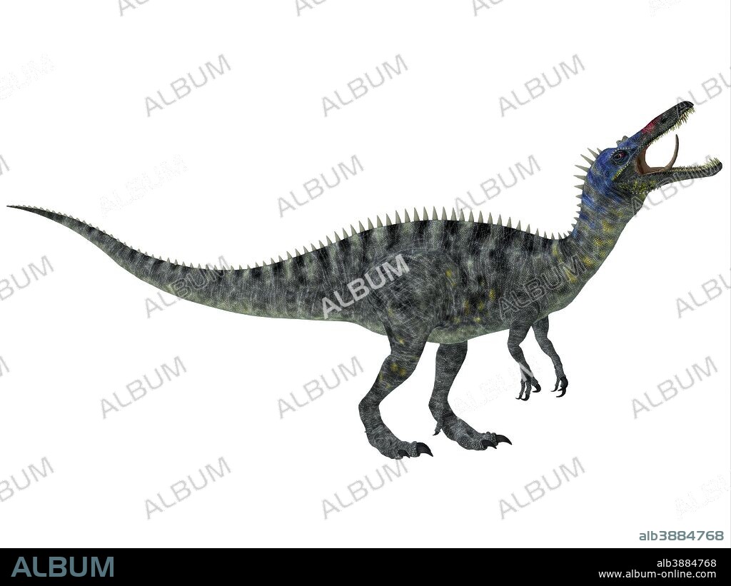 Suchomimus was a large spinosaurid dinosaur with a crocodilian-like set of jaws. It lived during the Cretaceous Period in Africa, when the Sahara was a lush swampy habitat.