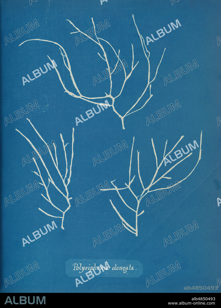 ANNA ATKINS. Polysiphonia elongata, ca. 1853.