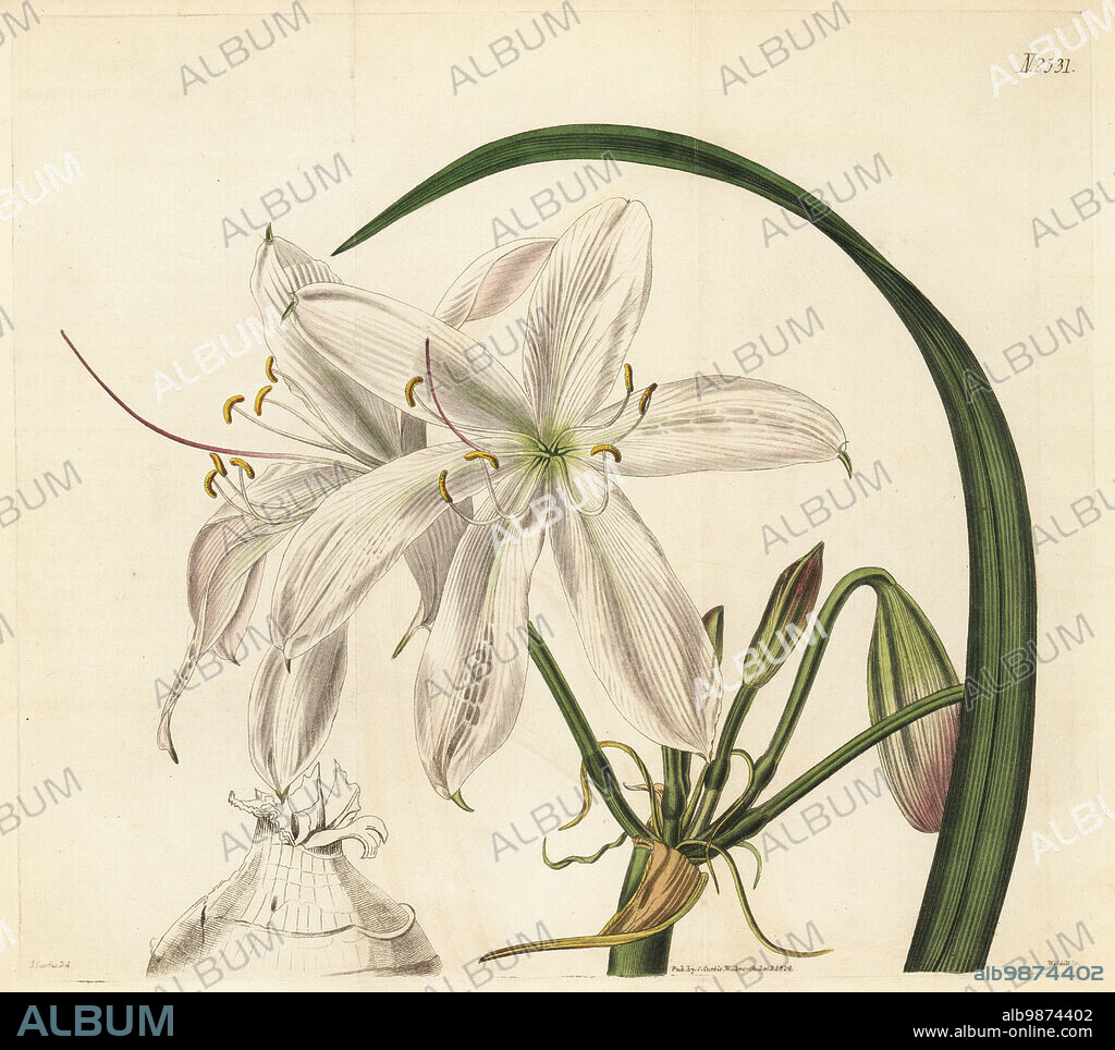 Blush-coloured swamp lily or sand crinum, Crinum arenarium. Native of Australia, drawn at Joseph Knight's Exotic Nursery, King's Road, Chelsea. Handcoloured copperplate engraving by Weddell after a botanical illustration by John Curtis from William Curtis's Botanical Magazine, Samuel Curtis, London, 1824.