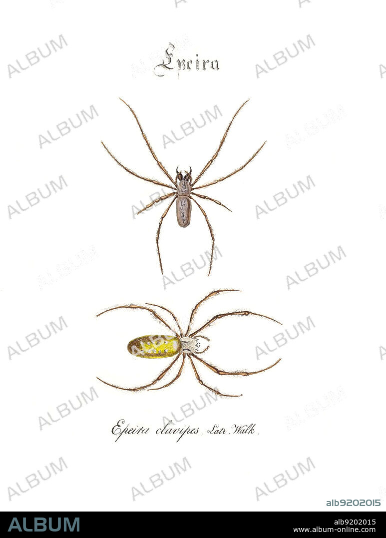 Golden Silk Spiders