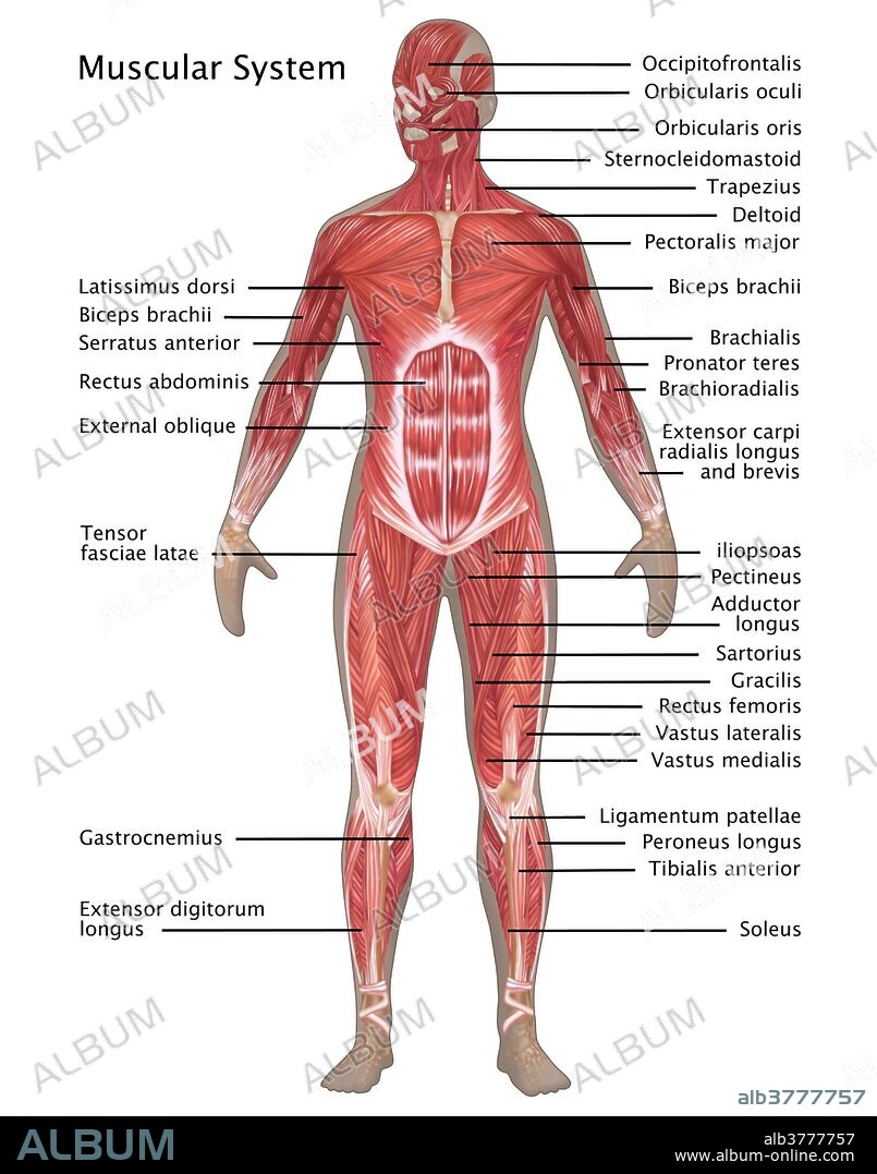 Illustration of the muscular system in the female anatomy. Labeled from top to bottom are: tonsils, thymus, lymph vessels, spleen, and lymph nodes.