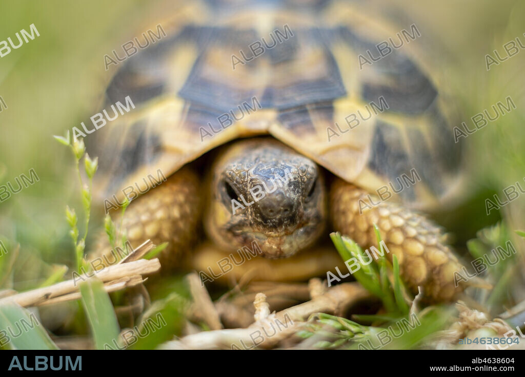 black tortoise, Testudo graeca, Mallorca, Balearic Islands, Spain.