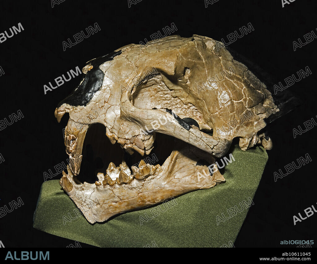 Dinictis felina skull. South Dakota School of Mines Geology Museum Rapid City, South Dakota, USA.