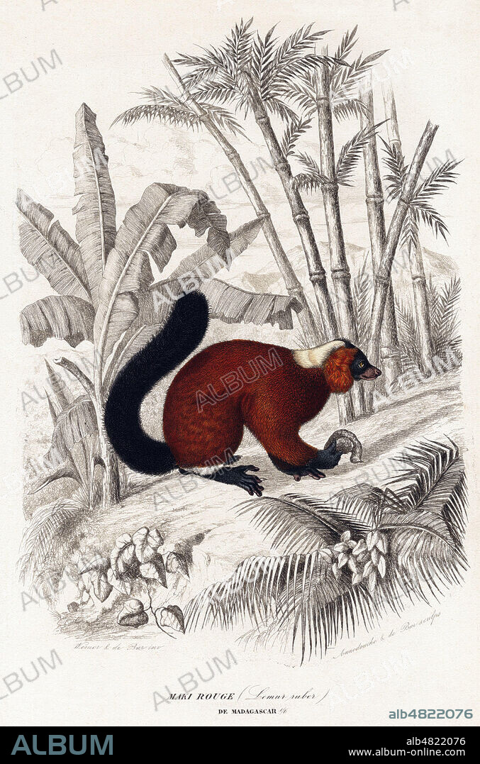 Maki rouge (Lemur ruber) ou Vari roux. Illustration 1854 par Jean Charles WERNER (1798-1856) pour l'Histoire Naturelle des Mammiferes par Paul GERVAIS (1816-1879). Credit: Collection KHARBINE-TAPABOR.