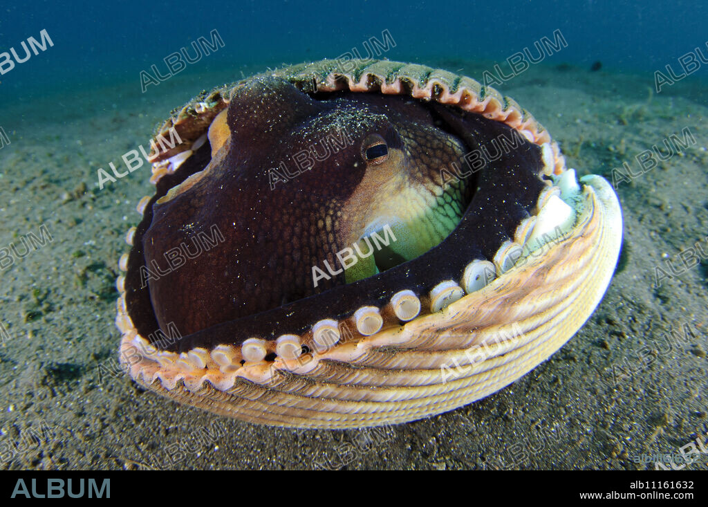 A Coconut Octopus (Amphioctopus marginatus), a species that gathers coconut and mollusk shells for shelter, Lembeh Strait, Sulawesi, Indonesia, Southeast Asia, Asia.