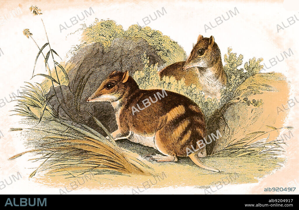Tasmanischer Langnasenbeutler, Perameles gunnii, ein Beuteltier aus der Familie Eigentliche Nasenbeutler, das auf Tasmanien und auf dem australischen Festland vorkommt / Gunn's bandicoot, eastern barred bandicoot, Perameles gunnii, is a nocturnal, rabbit-sized marsupial endemic to southeastern Australia, Historisch, historical, digital improved reproduction of an original from the 19th century / digital restaurierte Reproduktion einer Originalvorlage aus dem 19. Jahrhundert, genaues Originaldatum nicht bekannt,.