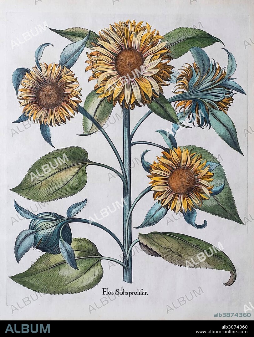 Multiflowered Sunflower (Helianthus annuus), hand-coloured copper engraving by Basilius Besler, from Hortus Eystettensis, 1613