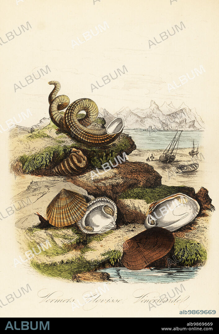 Worm snails, Vermetidae family, and bivalve clams, Carditidae family, on a beach. Fishing boat on the coast in the background. Vermets, Clovisse, Venericarde. Handcoloured steel engraving printed by F. Chardon from Achille Comtes Musee dHistoire Naturelle, Museum of Natural History, Gustave Hazard, Paris, 1854.