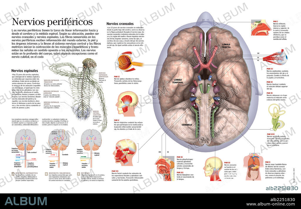 nervios periféricos. Infografía de los nervios periféricos que llevan la información hacia y desde el cerebro y la médula espinal y los tipos de respuestas nerviosas según los estímulos externos.