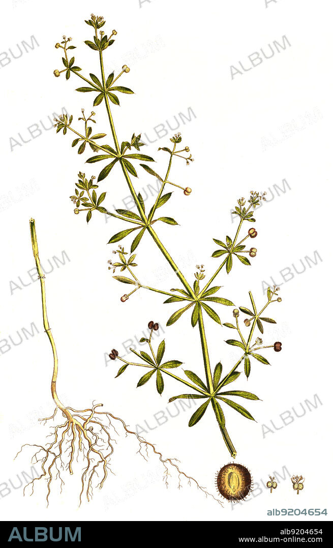 Kletten-Labkraut, Galium aparine, auch Klebkraut / Galium aparine, with common names including cleavers, clivers, catchweed and sticky willy, historical, digital improved reproduction of an original from the 19th century / digital restaurierte Reproduktion einer Originalvorlage aus dem 19. Jahrhundert, genaues Originaldatum nicht bekannt.