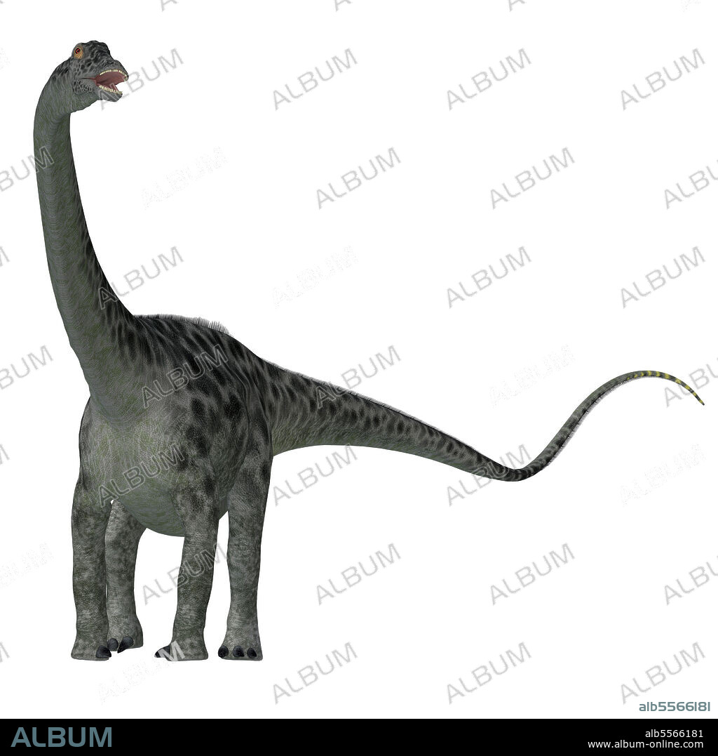 Diplodocus dinosaur, white background. Diplodocus was a sauropod herbivorous dinosaur that lived in North America during the Jurassic Period.