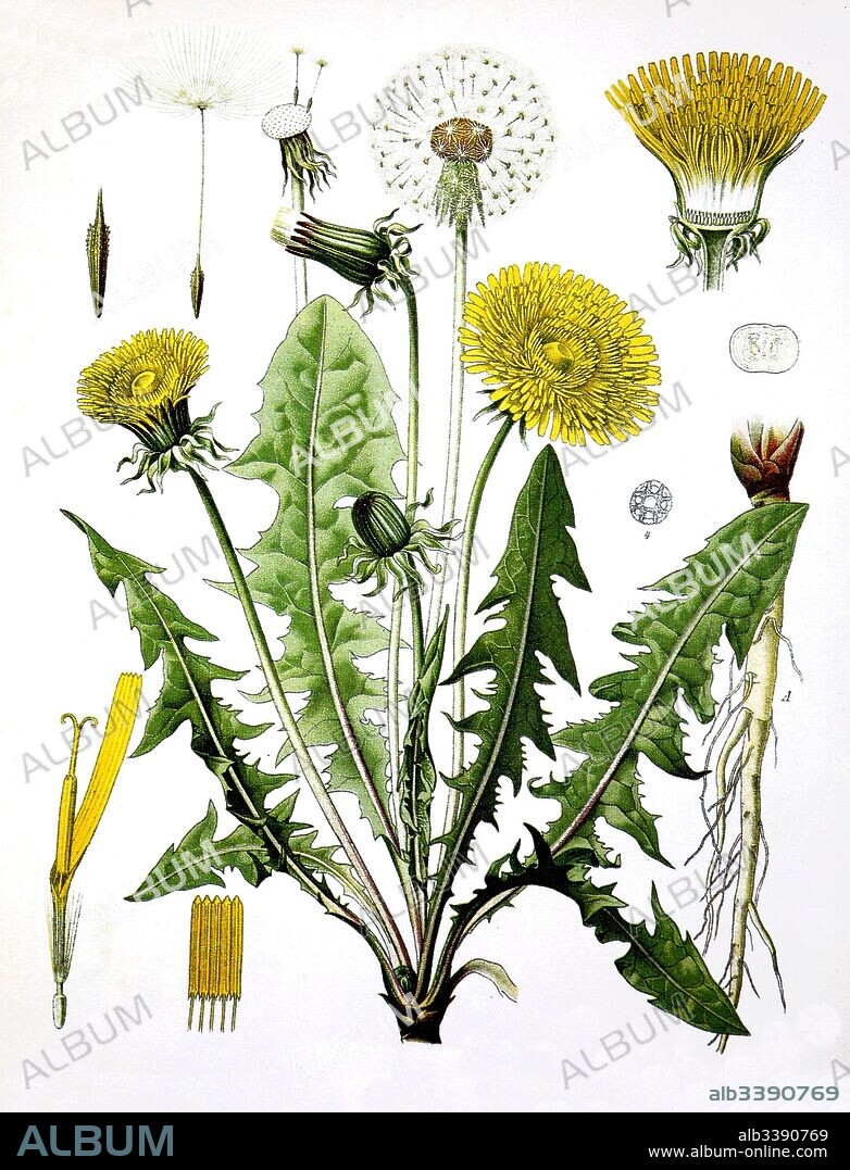 Taraxacum officinale, the common dandelion, dandelion, Medicinal plant.