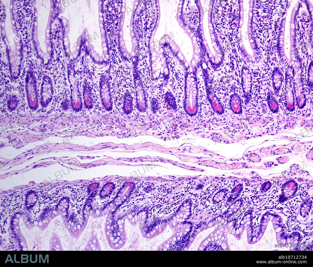 Light micrograph of Paneth cells showing very large eosinophilic granulations. They are located at the bottom of a Lieberkuhn crypt of the small intestine. Paneth cells are part of the innate immune system. They secrete anti-microbial compounds (as defensins and lysozyme) controlling the enteric bacteria.