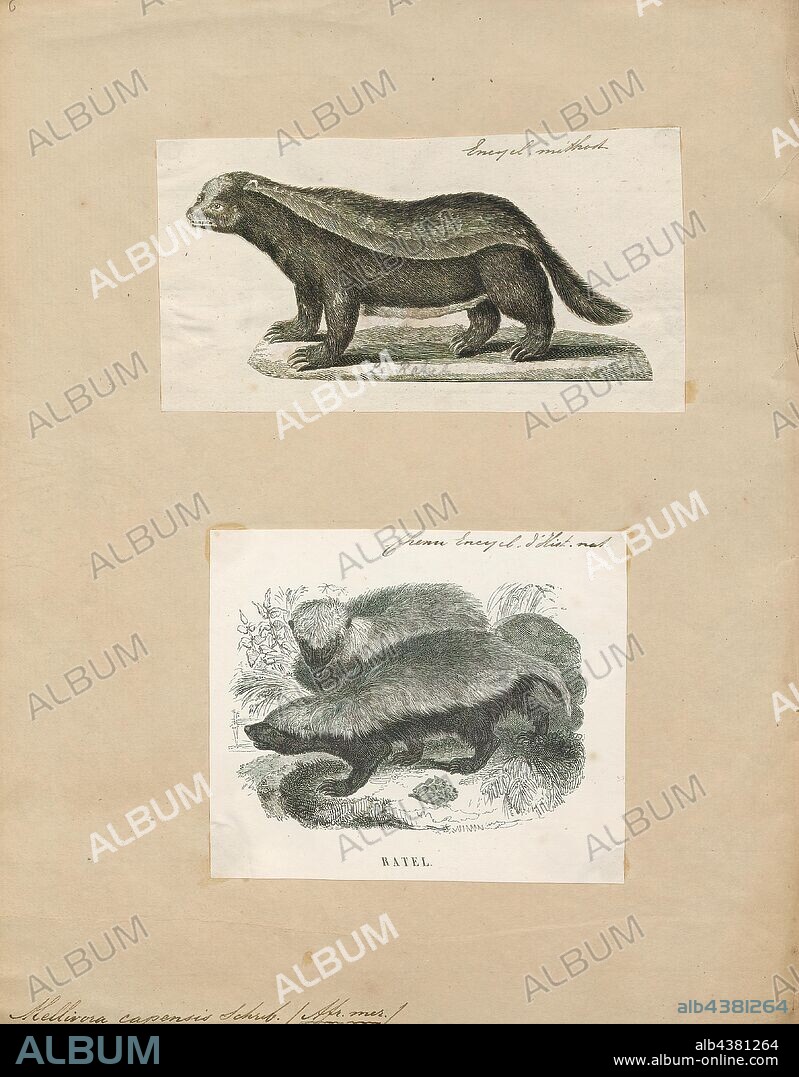 Mellivora capensis, Print, The honey badger (Mellivora capensis), also known as the ratel, is a mammal widely distributed in Africa, Southwest Asia, and the Indian subcontinent. Because of its wide range and occurrence in a variety of habitats, it is listed as Least Concern on the IUCN Red List., 1700-1880.