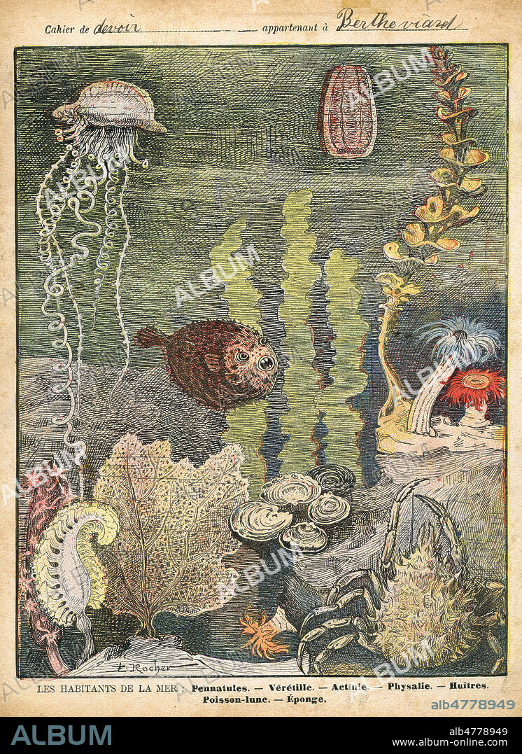 'Les habitants de la mer : pennatules, veretille, actinie, physalie, huitre, poisson-lune, eponge'. Illustration anonyme pour un protege-cahier vers 1905. Credit : Collection IM/KHARBINE-TAPABOR.