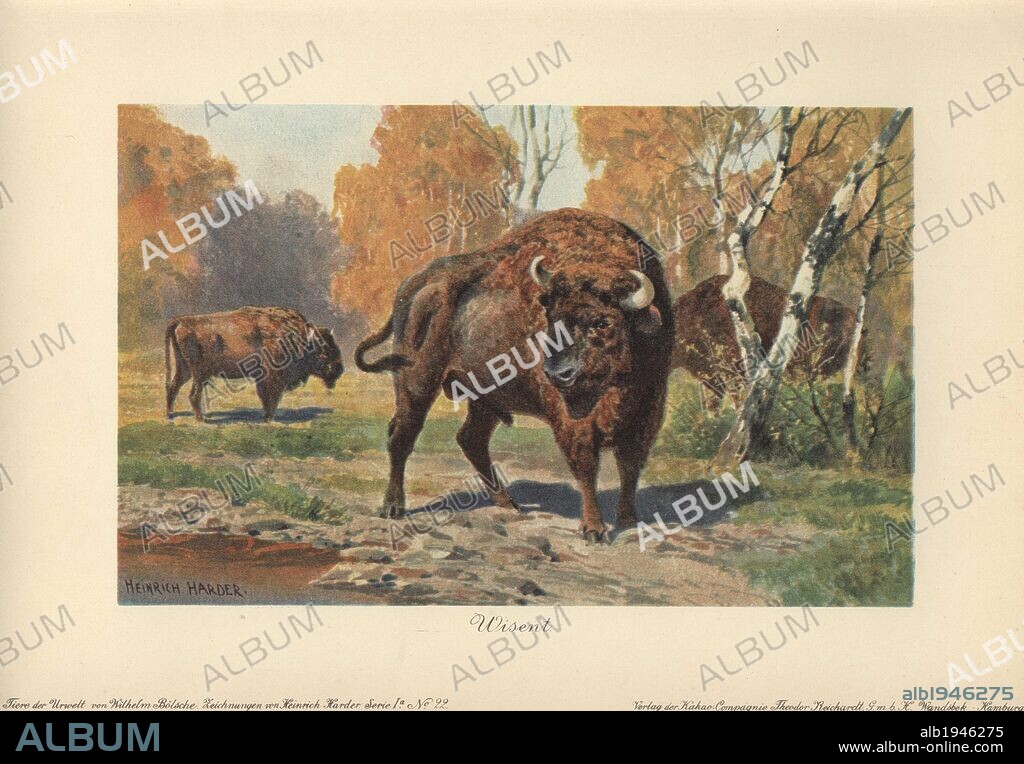 The wisent (Bison bonasus) or European bison is a species of Eurasian bison.. . Colour printed illustration by Heinrich Harder from "Tiere der Urwelt" Animals of the Prehistoric World, 1916, Hamburg. Heinrich Harder (1858-1935) was a German landscape artist and book illustrator. From a series of prehistoric creature cards published by the Reichardt Cocoa company. Natural historian Wilhelm Bolsche wrote the descriptive text.